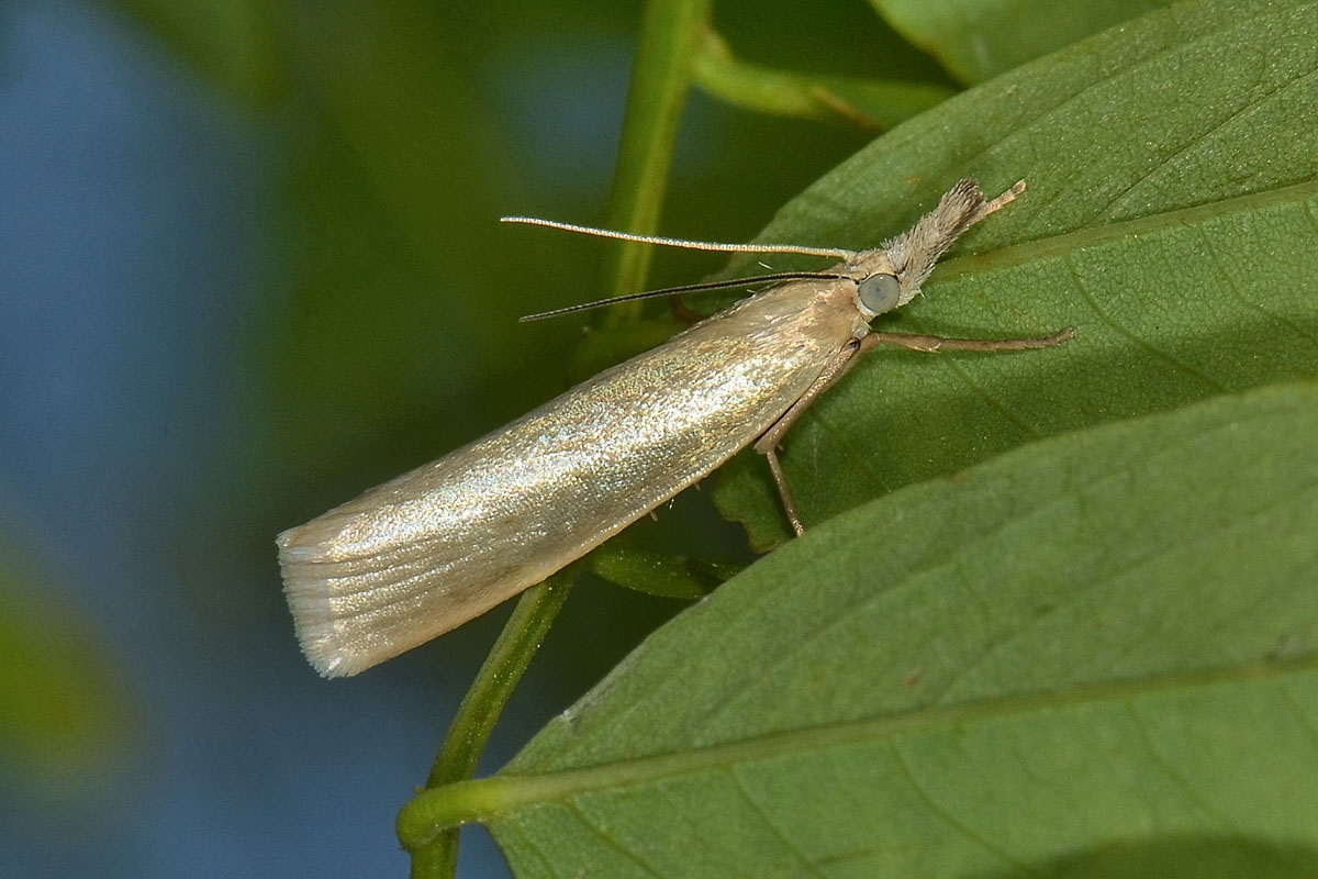 Crambus sp? S, Crambus perlellus - Crambidae